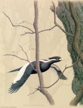 威廉 齊默曼 Ivory billed Woodpecker